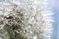 Water droplets on a Dandelion flower macro close-up morning sunshine with bokeh lights. Dandelion seed with reflection Royalty Free Stock Photo