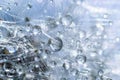 Water droplets on a Dandelion flower macro close-up morning sunshine with bokeh lights. Dandelion seed with reflection Royalty Free Stock Photo