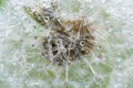 Water droplets on a Dandelion flower macro close-up morning sunshine with bokeh lights. Dandelion seed with reflection Royalty Free Stock Photo