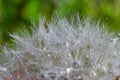 Water droplets on a Dandelion flower macro close-up morning sunshine with bokeh lights. Dandelion seed with reflection Royalty Free Stock Photo