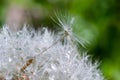 Water droplets on a Dandelion flower macro close-up morning sunshine with bokeh lights. Dandelion seed with reflection Royalty Free Stock Photo