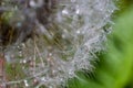 Water droplets on a Dandelion flower macro close-up morning sunshine with bokeh lights. Dandelion seed with reflection Royalty Free Stock Photo