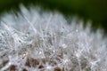 Water droplets on a Dandelion flower macro close-up morning sunshine with bokeh lights. Dandelion seed with reflection Royalty Free Stock Photo