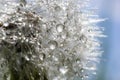 Water droplets on a Dandelion flower macro close-up morning sunshine with bokeh lights. Dandelion seed with reflection Royalty Free Stock Photo