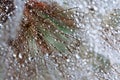 Water droplets on a dandelion seed in backlit Royalty Free Stock Photo