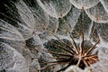 Water droplets on a dandelion seed in backlit