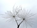 Water droplets on dandelion seeds - isolated against the sky. Royalty Free Stock Photo