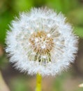 Water droplets on a dandilion. Geometry sphere Royalty Free Stock Photo