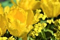 Water droplets of dew on yellow flowers Royalty Free Stock Photo