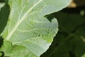 Water droplets and dews collected on the green leafy vegetables Royalty Free Stock Photo