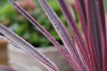 Water Droplets On Dracena Marginata