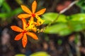 Water droplets dripping from orange flowers after rain. Blurred background with empty copy space for text Royalty Free Stock Photo