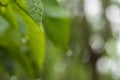 Water droplets at the end of the leaves Royalty Free Stock Photo