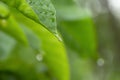 Water droplets at the end of the leaves Royalty Free Stock Photo