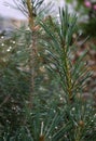 Water Droplets on an Evergreen Bush at Dusk Royalty Free Stock Photo