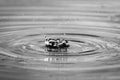 Water Droplets Falling Into A Pond At Sunset