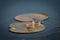 Water Droplets Falling Into A Pond At Sunset Onto Lily