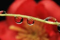 Water droplets flower Royalty Free Stock Photo