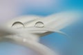 Water droplets on the flower petal Royalty Free Stock Photo