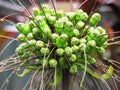 Water droplets on Flowers and fruit of Tacca leontopetaloides or East Indian arrow root.