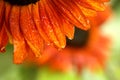 Water Droplets Forming on Bright Orange Sunflower Petals After Sweet Morning Rain in the Garden