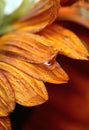 Water Droplets Forming on Bright Orange Sunflower Petals After Sweet Morning Rain in the Garden