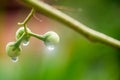 Water droplets on the fresh fruit tree. nature image for background,