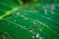 Water droplets on fresh green leaf background close up Royalty Free Stock Photo