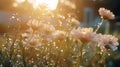 Dreamy Sunrise: Rain Drops On Flowers With Lens Flare