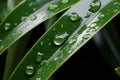 Water droplets glistening on lush green leaves of plant in natural fresh background, macro Royalty Free Stock Photo