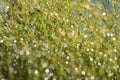 Water droplets on grass with bokeh effect Royalty Free Stock Photo