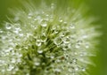 Water droplets on Grass flower - macro.