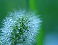 Water droplets on Grass flower - macro.