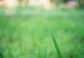 Water droplets with grass in the morning are sunny . Royalty Free Stock Photo