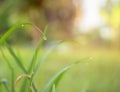 Water droplets with grass in the morning are sunny . Royalty Free Stock Photo