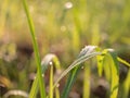 Water droplets with grass in the morning are sunny Royalty Free Stock Photo