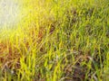 Water droplets with grass in the morning are sunny. Royalty Free Stock Photo