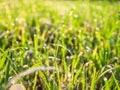 Water droplets with grass in the morning are sunny Royalty Free Stock Photo