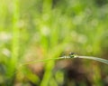 Water droplets with grass in the morning are sunny Royalty Free Stock Photo