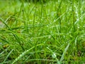 Water droplets on grass from rain at early morning Royalty Free Stock Photo