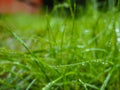 Water droplets on grass from rain at early morning Royalty Free Stock Photo