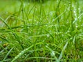 Water droplets on grass from rain at early morning Royalty Free Stock Photo