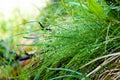 Water droplets on grass