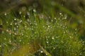 Water droplets on gree grass morning view