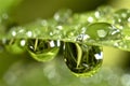 Water droplets on green grass Royalty Free Stock Photo