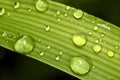 Water droplets on green grass Royalty Free Stock Photo