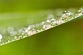 Water droplets on green grass Royalty Free Stock Photo