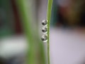 Water droplets on green grass leaf, blur background Royalty Free Stock Photo