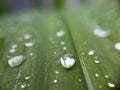 Water droplets on green grass leaf, blur background Royalty Free Stock Photo