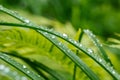 Water droplets on green grass Royalty Free Stock Photo